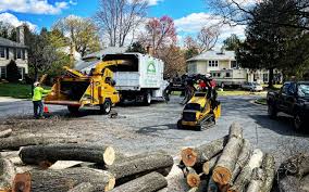Reliable Pelican Rapids, MN Tree Removal Solutions