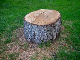 Best Leaf Removal  in Pelican Rapids, MN